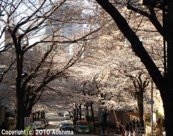 スペイン坂の桜並木