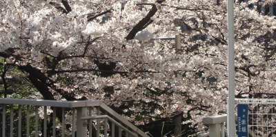 赤坂桜